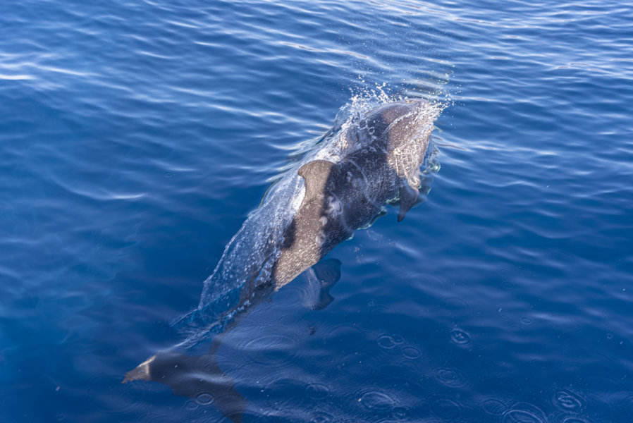 Delfin Moteado - Tenerife - islas Canarias - España 02 .jpg